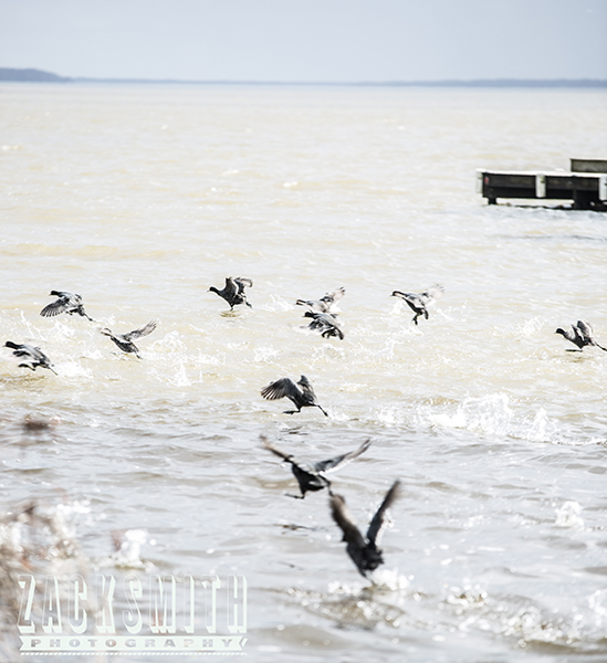  We arrived early for the shoot so we had time to leisurely scout locations. On a walk, we went up to Lake Verret and looked around there for backgrounds. Again, there were so many! 